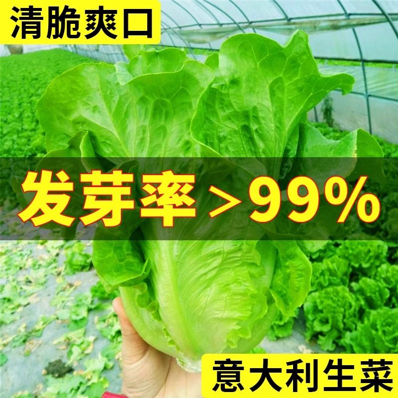 意大利奶油可生吃生菜种子抗病高产量四季室内外阳台蔬菜种子大全,农用物资,蔬菜种子/种苗,淘宝优惠券,粉丝福利购,淘宝优惠卷