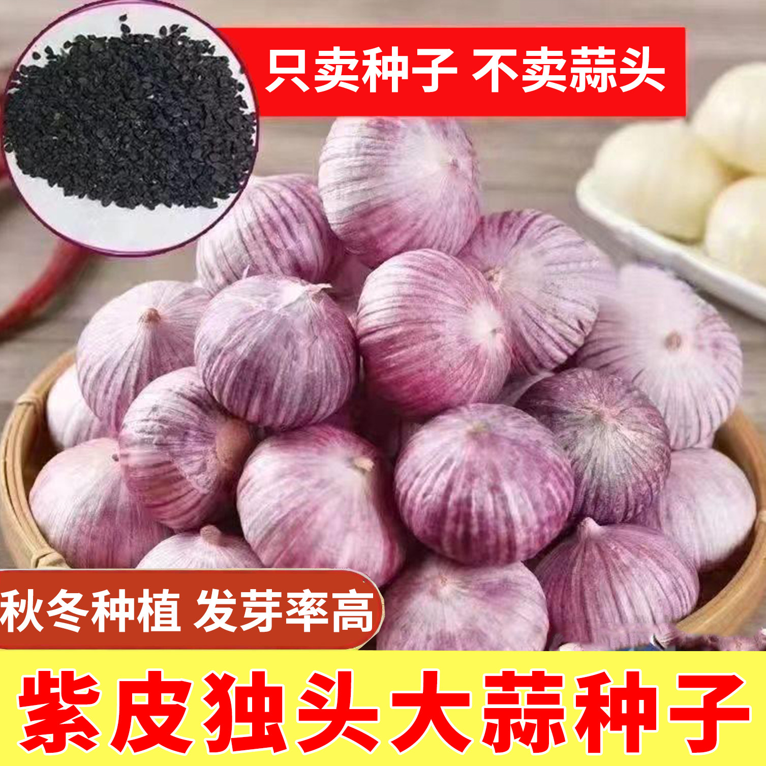 紫皮独头蒜种子农家大蒜种籽红根蒜苗种孑四季种植蒜苔盆栽蔬菜种