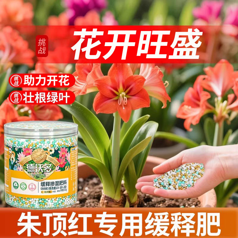 朱顶红肥料专用肥缓释肥重瓣种球图片