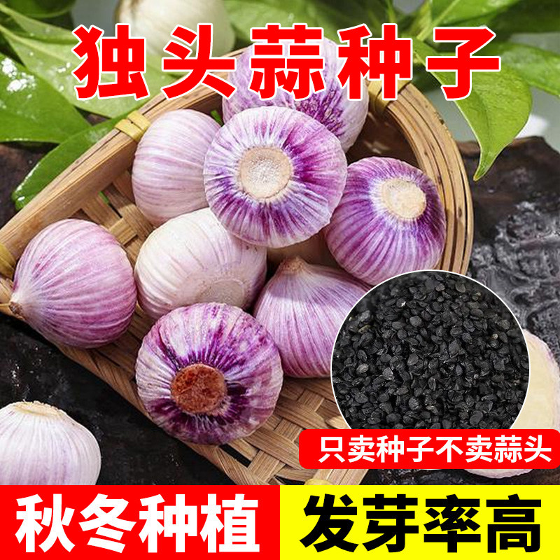 紫皮独头蒜种子红根蒜苗种孑农家大蒜种籽蒜苔盆栽蔬菜种四季种植,农用物资,蔬菜种子/种苗,淘宝优惠券,粉丝福利购,淘宝优惠卷