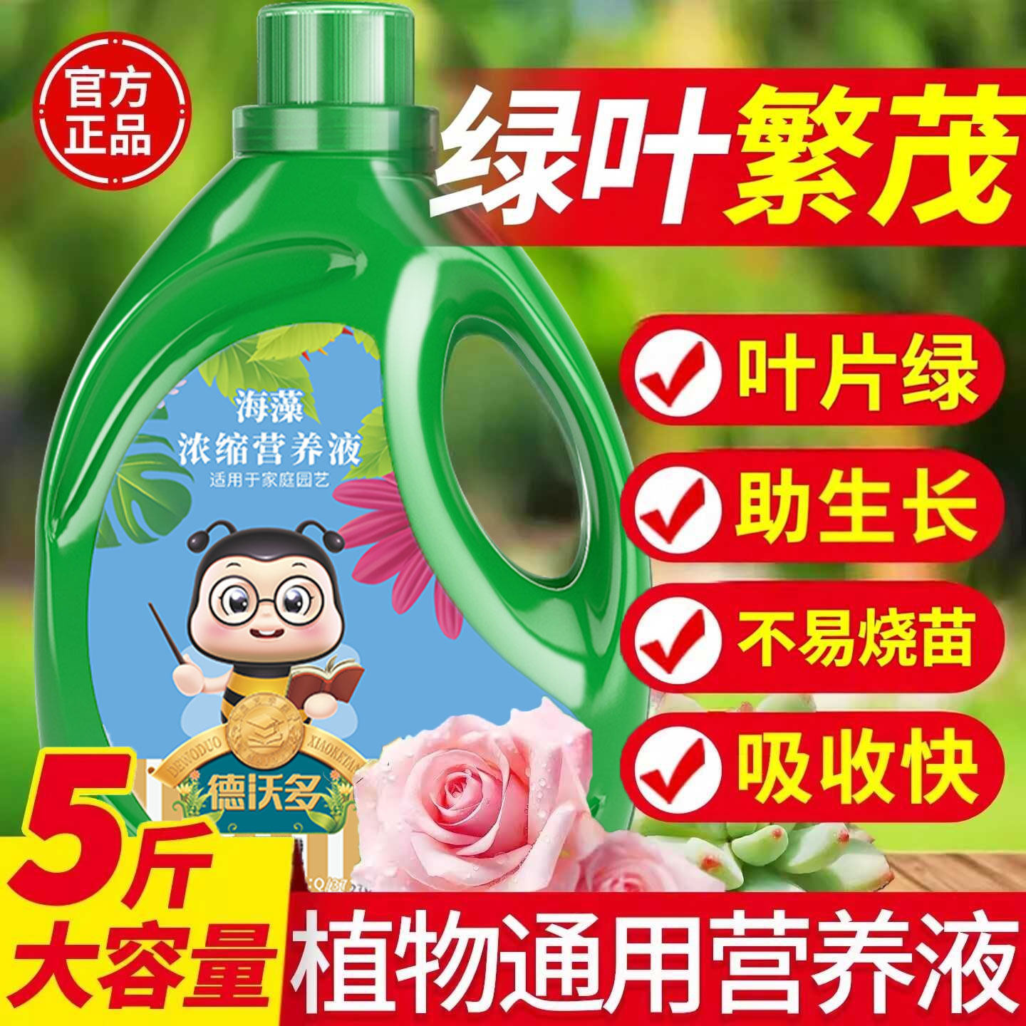 营养液植物通用型绿萝多肉发财树图片