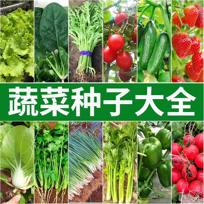 蔬菜种子四季播种阳台盆栽植物生菜香菜草莓黄瓜萝卜花种籽孑大全