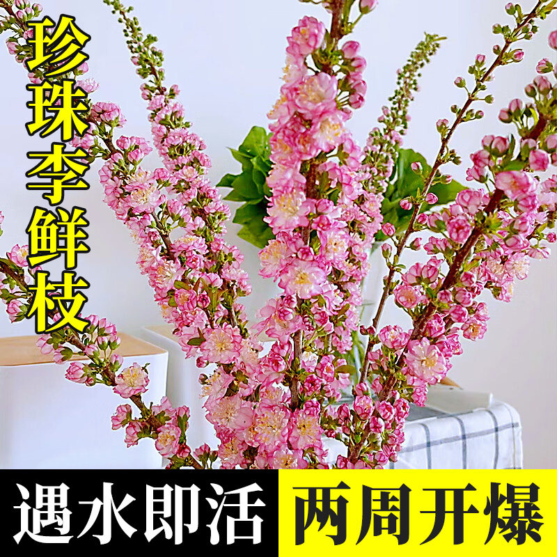 珍珠李鲜花干枝重瓣水培桃枝花植物樱花卉室内水养雪柳干支干花束