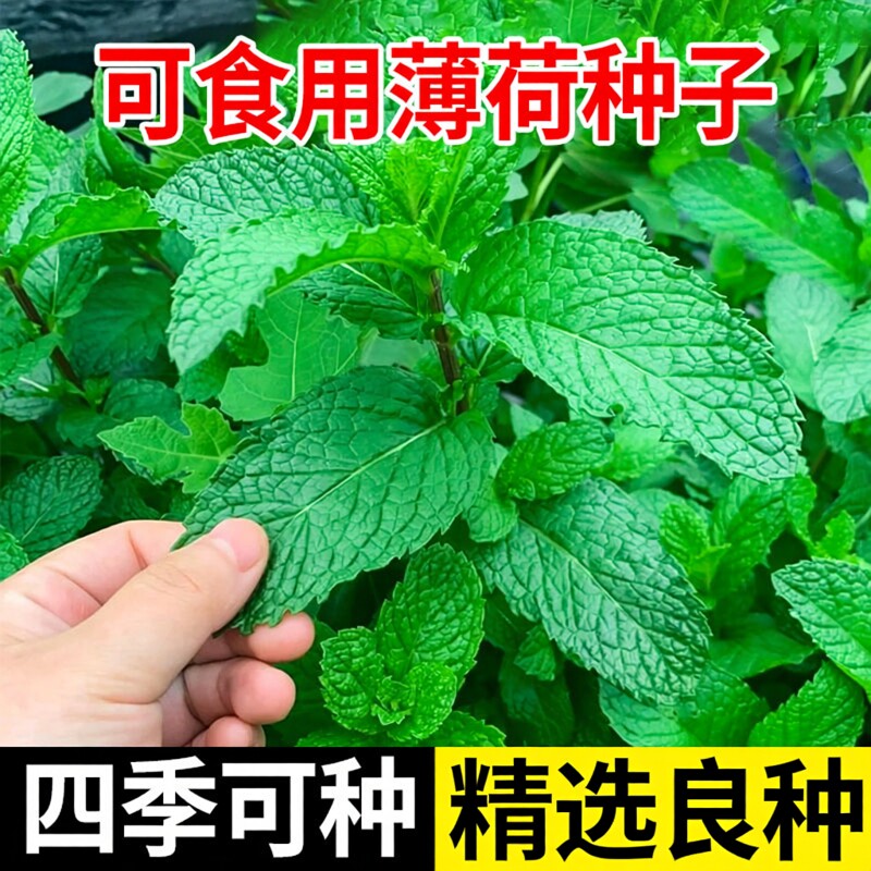 可食用薄荷种籽子夏季耐热留兰香图片