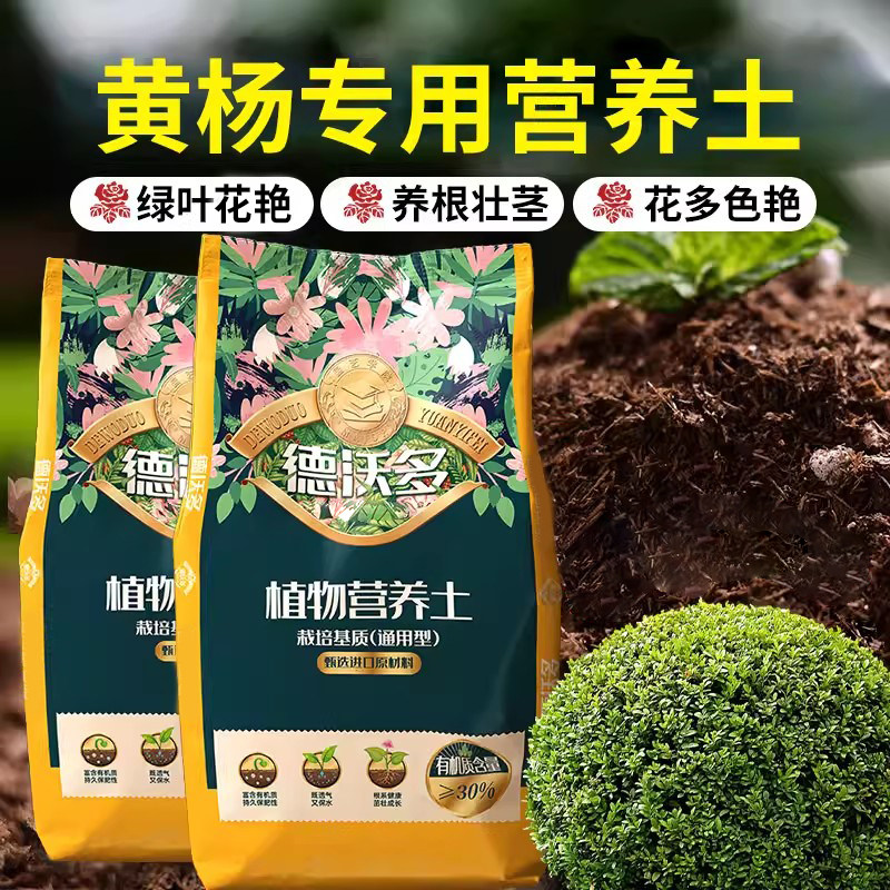 黄杨专用营养土雀舌黄杨珍珠黄杨瓜子黄杨通用种植土酸性土壤家用
