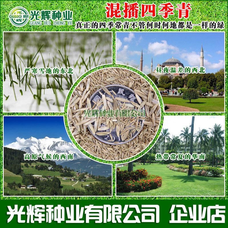 草坪种子庭院绿化矮生四季青黑麦草草籽护坡高羊茅狗牙根混播蓝标