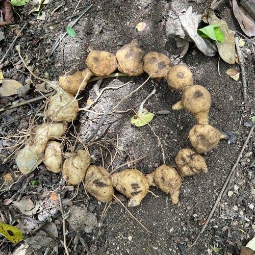 新鲜鸡头黄精中药材武当山现挖多花鸡头参甜黄精非九蒸九晒种