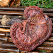 整朵灵芝250g神农架野生整枝赤灵芝干货红林芝片中药材泡酒灵芝菌