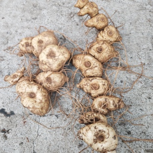 新鲜鸡头黄精中药材武当山现挖多花鸡头参甜黄精非九蒸九晒种