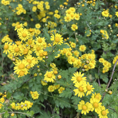 野生小菊花神农架农家自晒小米菊