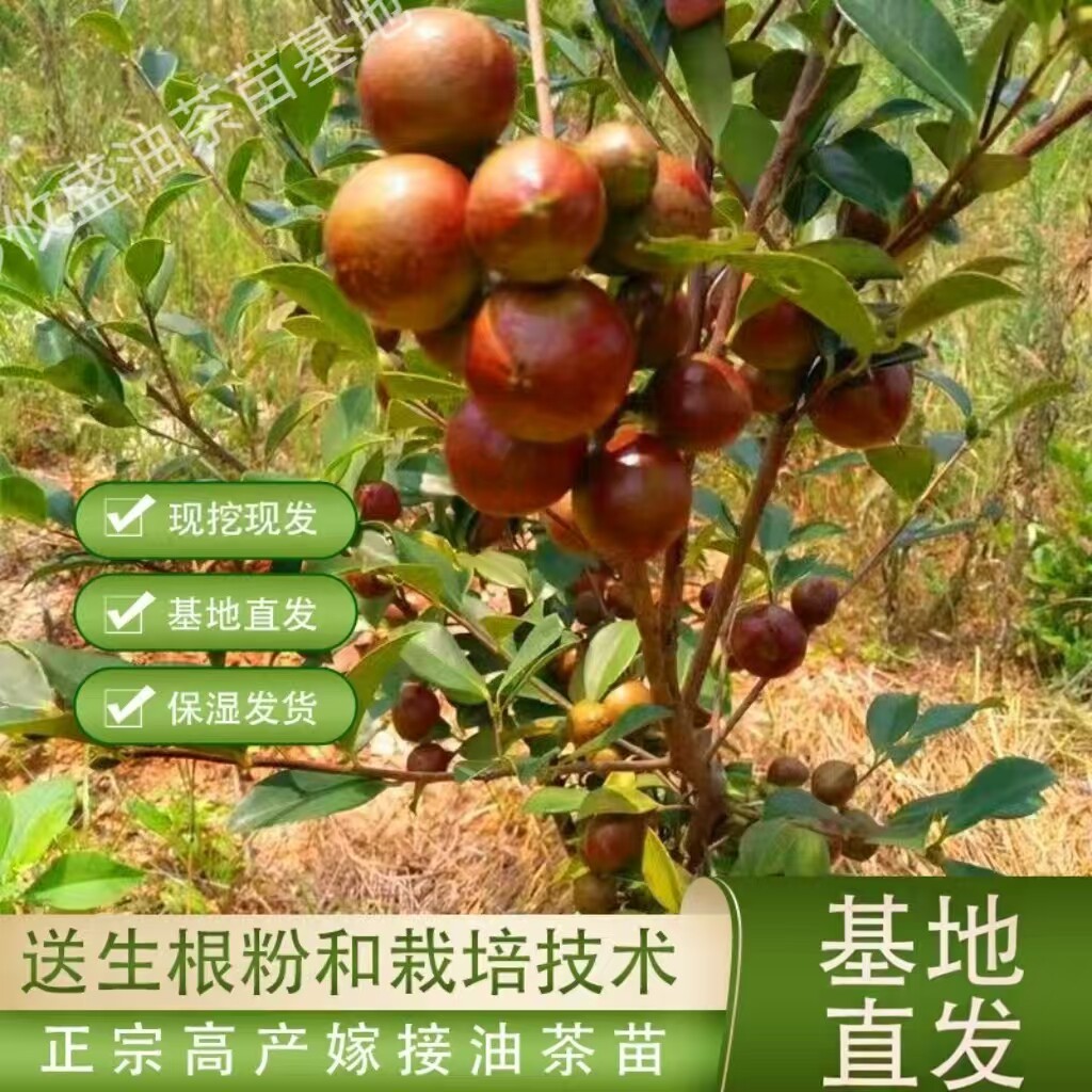 正宗高产嫁接湘林长林油茶苗