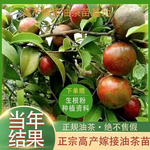 【一件10棵】油茶苗湘林210