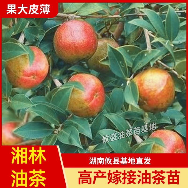 湘林210土杯油茶苗高产嫁接袋装苗容器苗带土发货大果白花油茶苗