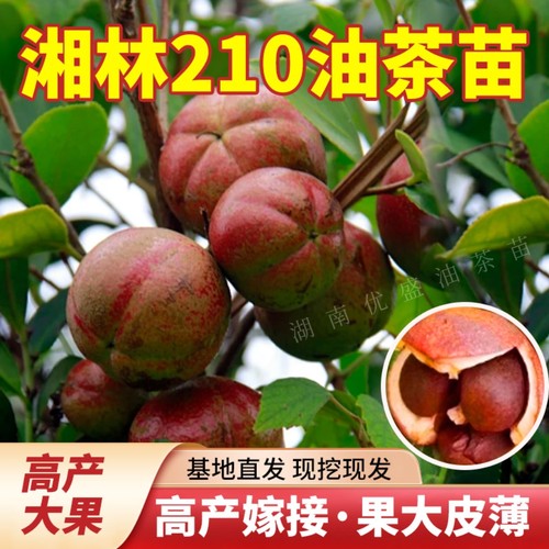 油茶树苗批发湘林210油茶树苗嫁接高产油茶苗南方种植油茶籽树苗