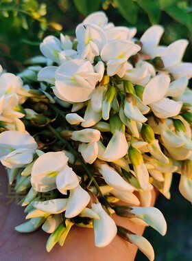 2026年野生槐花深山刺槐儿新鲜槐树花野菜现摘发槐花加冰1-4斤