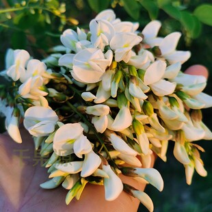 2026年野生槐花深山刺槐儿新鲜槐树花野菜现摘发槐花加冰1-4斤