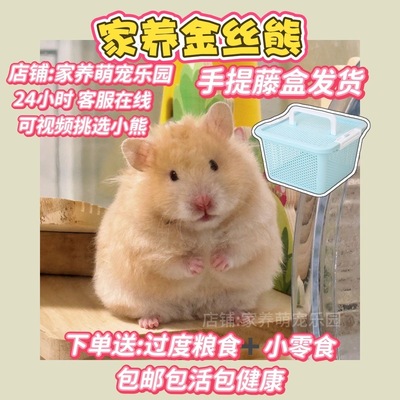 【家养包活】波利金丝熊仓鼠肉桂波利黑波利蜜波利火波利幼崽幼宠