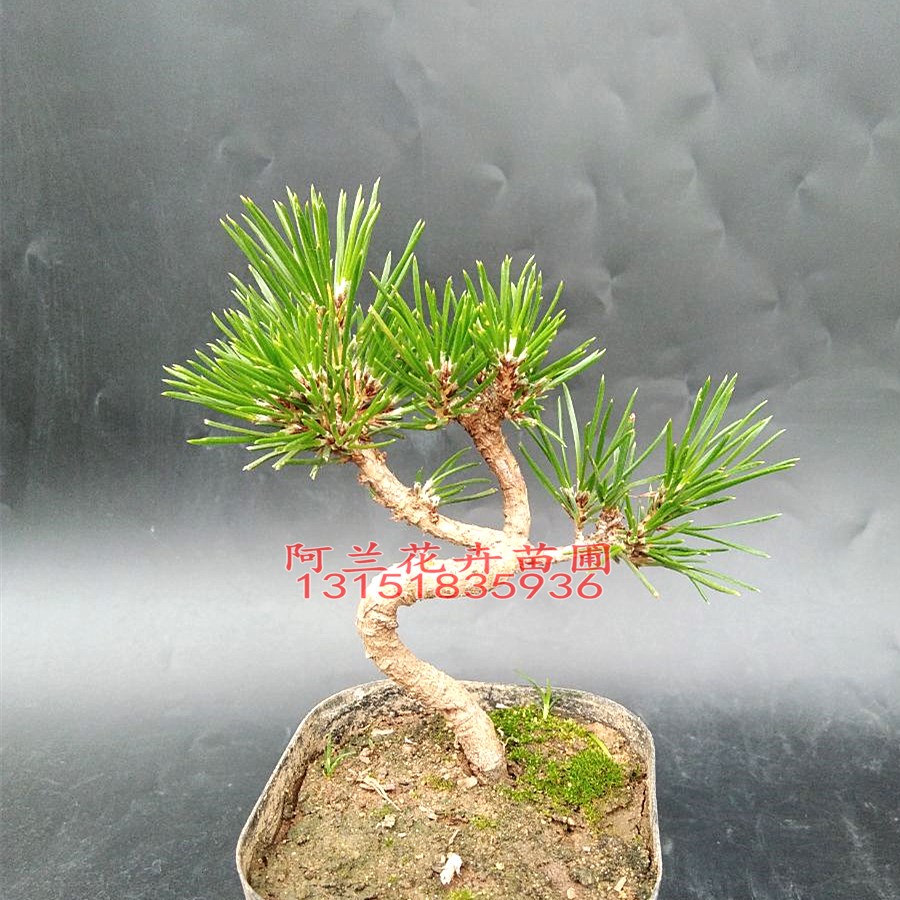 日本三河黑松盆景小品微型盆景素材小苗绿植庭院阳台
