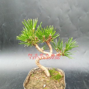 日本三河黑松盆景小品微型盆景素材小苗绿植庭院阳台盆栽苗圃直销