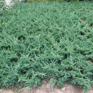 地柏树苗铺地柏小苗沙地柏盆景造型素材绿植盆栽园林绿化