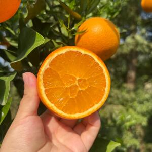 正宗伦晚脐橙春橙湖北宜昌秭归橙子当季新鲜水果10整箱斤现摘果园