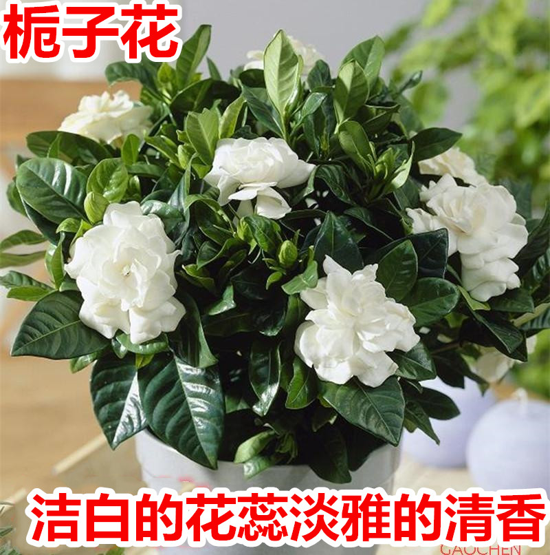 室内花卉盆栽芳香栀子花花香宜人阳台绿植盆栽植物防辐射包邮