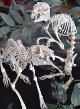 标本教学摆件复古装饰