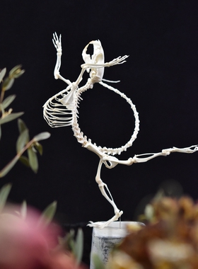 自由的骨头真骨暗黑独创