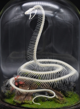 蛇骨标本自由原创生态造景