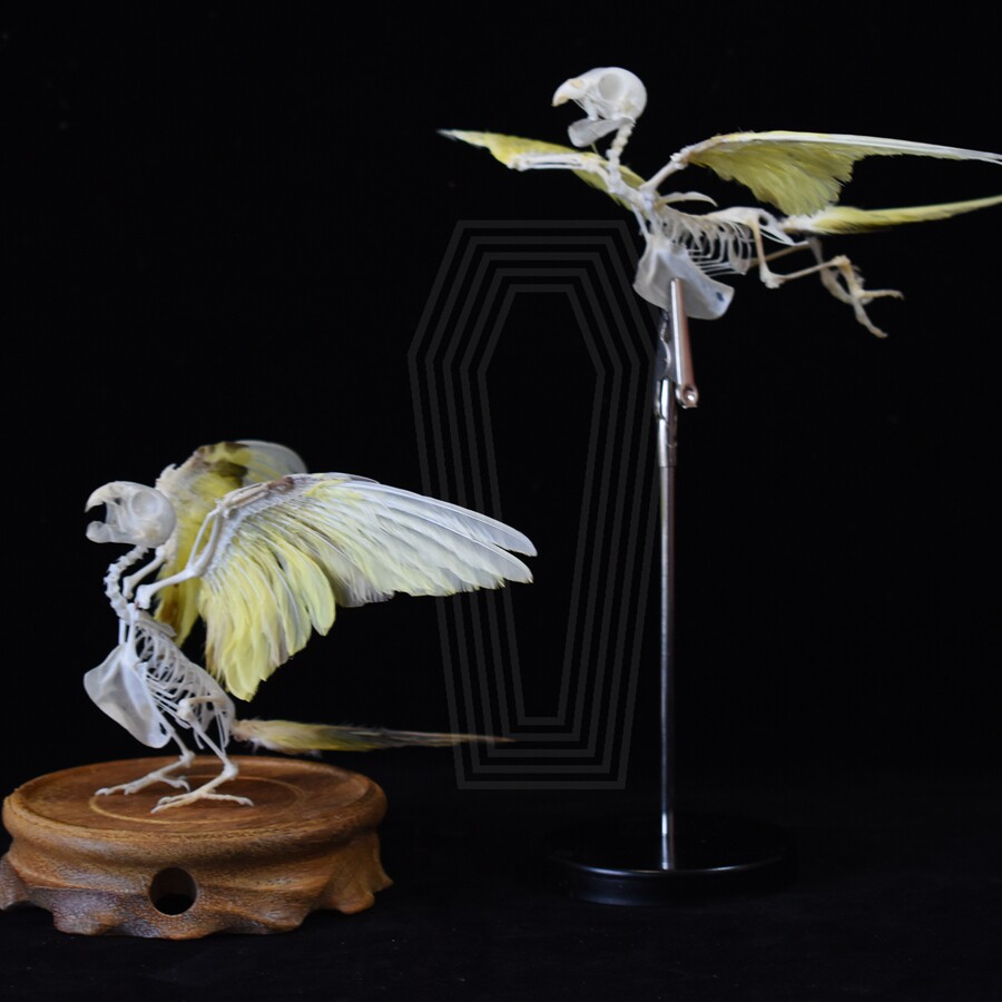 站立/飞翔【鹦鹉骨骼标本】素描摄影素材 装饰摆件 鸟骨