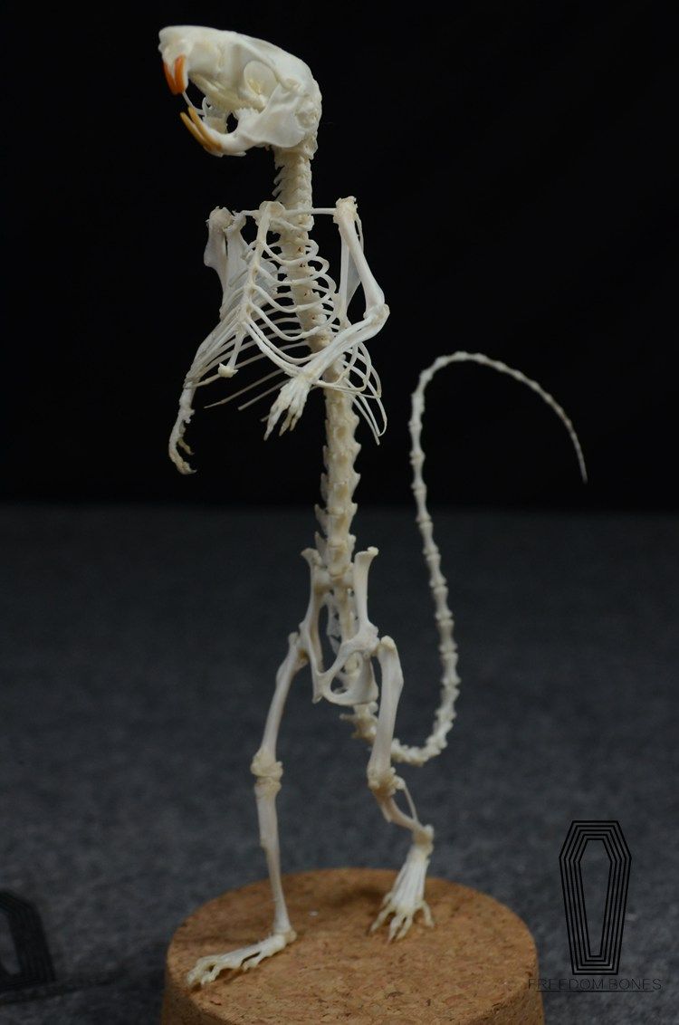 【走NB的路，让SB去说吧】鼠类行走姿态骨骼标本真骨创意