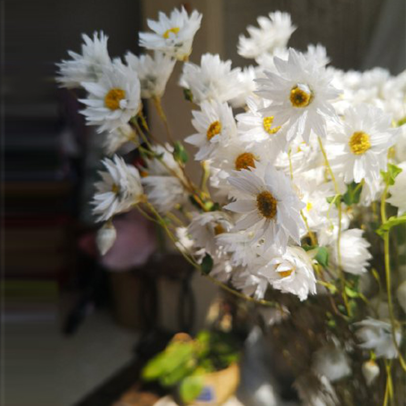 鲁丹鸟罗丹斯小蜡菊雏菊洋甘菊风干花自然真花束家居网红装饰摆件 鲜花速递/花卉仿真/绿植园艺 干花 原图主图