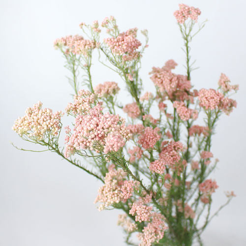 永生小米花干花白色粉色餐桌办公