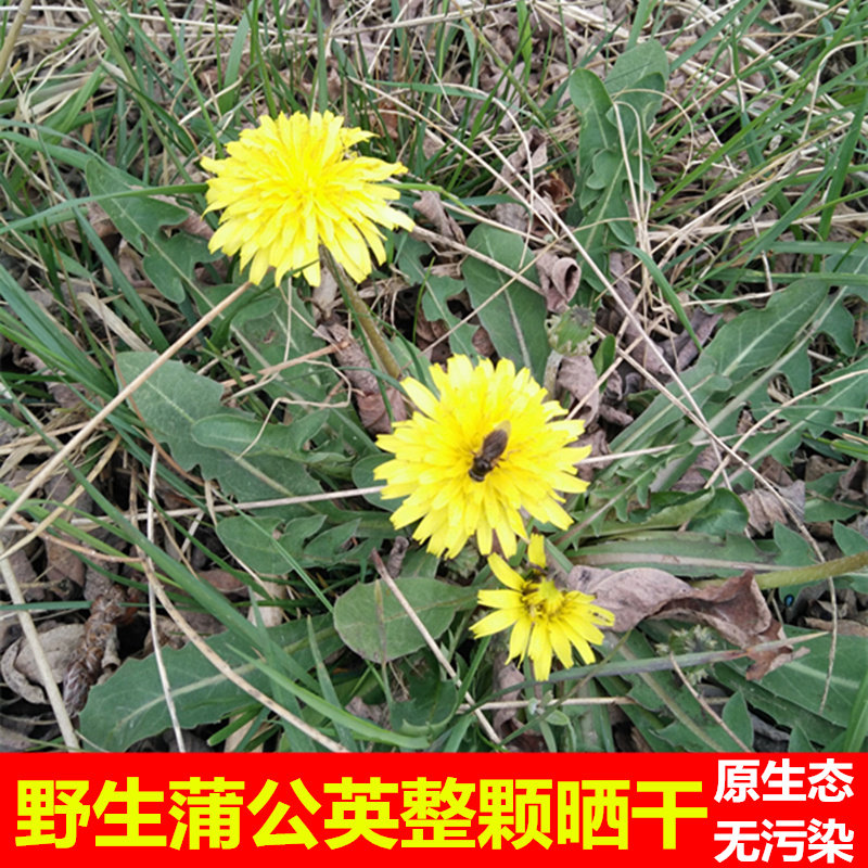 野生蒲公英茶全草整棵带根 非水洗自然晒干长根婆婆丁500g包邮