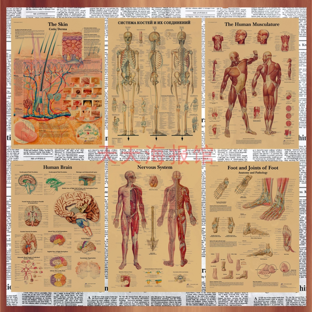 人体解剖解说图骨骼肌肉图表复古牛皮纸海报教室教学装饰墙画584-封面