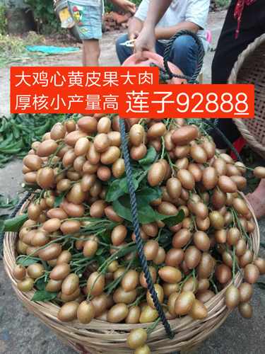 包邮软枝大鸡心黄皮果苗、冰糖纯甜黄皮苗、郁南无核黄皮嫁接果苗