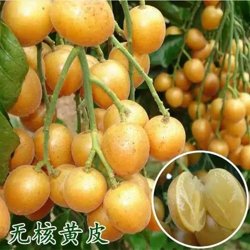 包邮广东云浮郁南原产地直发，无核黄皮苗，鸡心黄皮苗，冰糖树苗