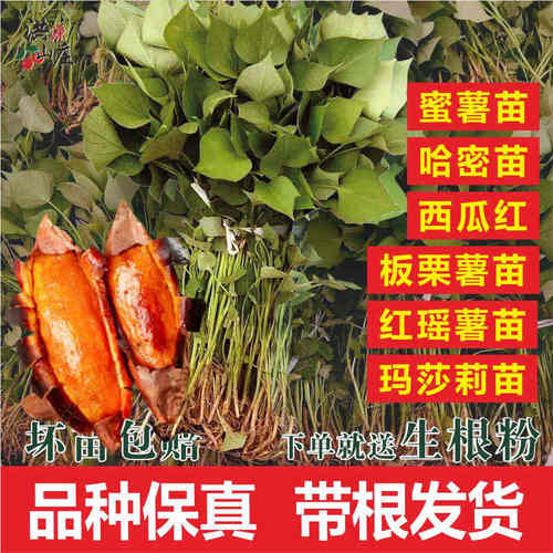 烟薯苗红瑶哈密西瓜红红薯秧苗