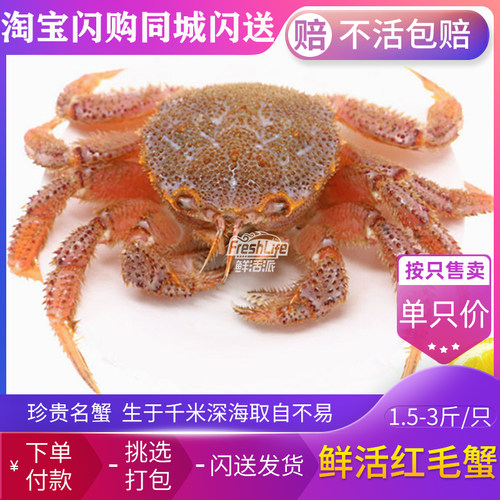 成都店同城闪送 鲜活红毛蟹1只/份约1.5-2.8斤可选 珍贵名蟹 包活