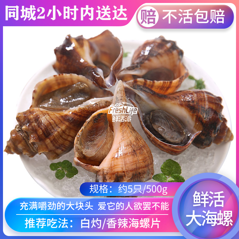 成都店 鲜活大海螺 500g约5只 多肉鲜活红里螺钉螺丁螺花螺大螺