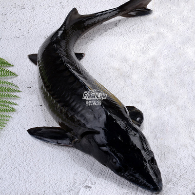 成都店同城闪送  鲜活鲟鱼|大鲟鱼1条/份约1-6斤可选 淡水名鱼