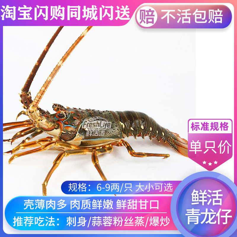 成都店同城闪送 鲜活青龙仔(大)1只/份约6-9两 花龙仔青龙虾包活