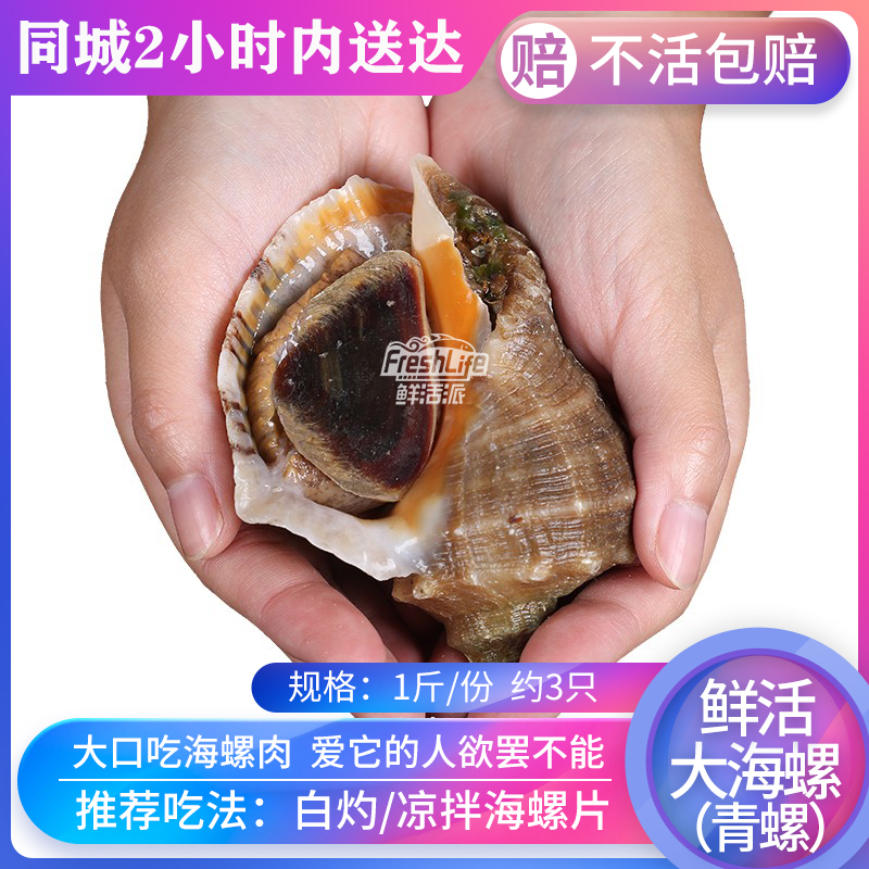 成都店 鲜活大海螺大青螺 1斤/份约3只 多肉鲜活铜螺钉螺丁螺大螺