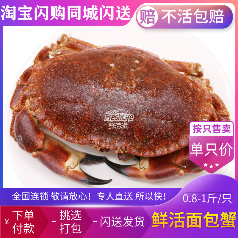 成都店同城闪送 鲜活面包蟹1只/份(小)约0.8-1斤 黄金蟹膏蟹之王