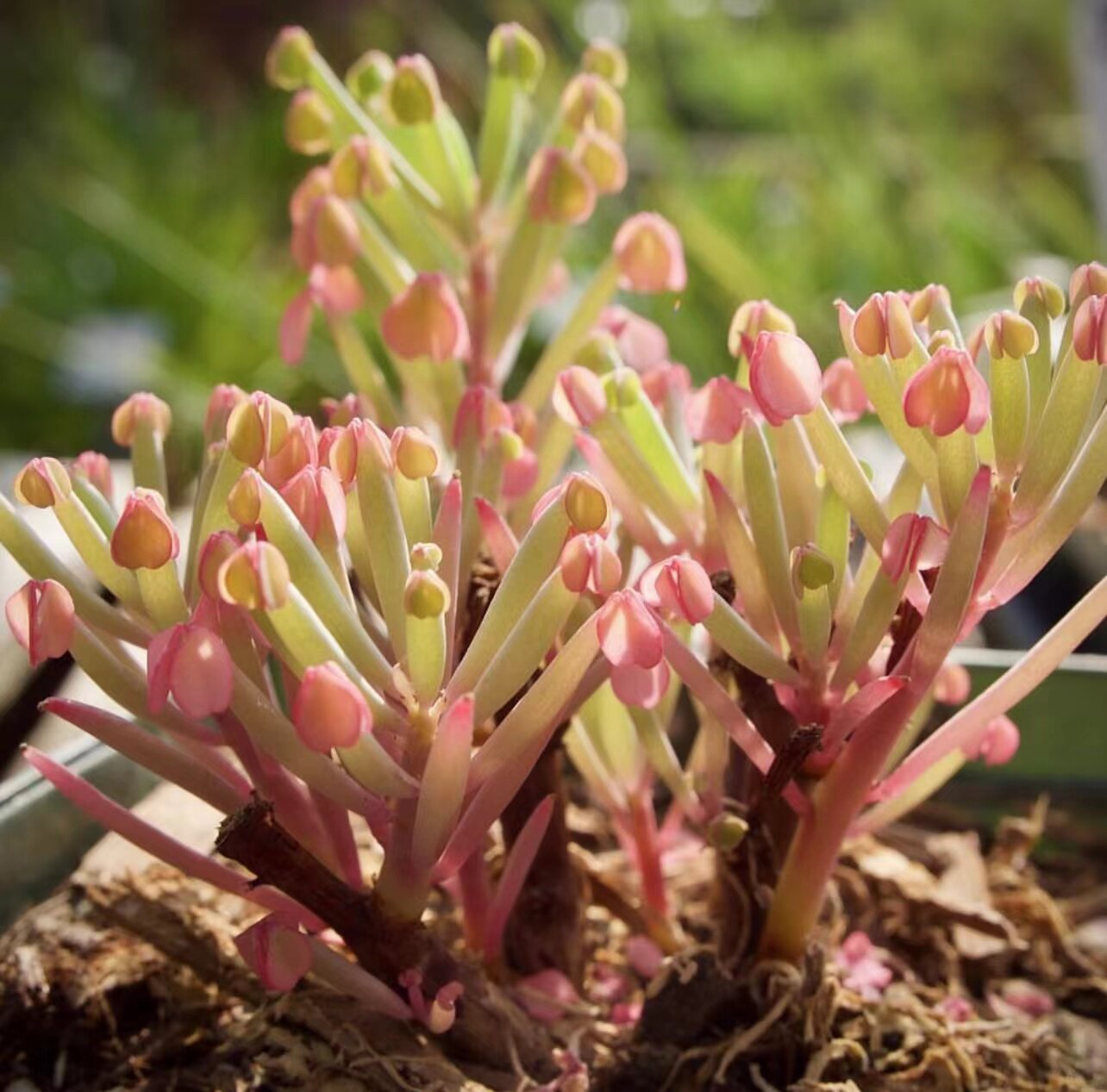 【植物致】棒叶酢浆草 oxalis herreraex 稀有品种 小盆景素材