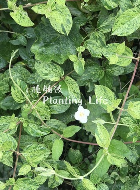 【植物致】花叶金银花‘薄荷脆‘ Lonicera 'Mint Crisp' 可食用