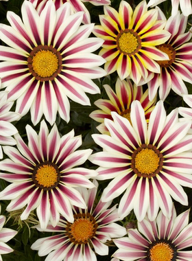 【植物致】大花银叶勋章菊‘白色火焰’  White Flame`醒目大花朵