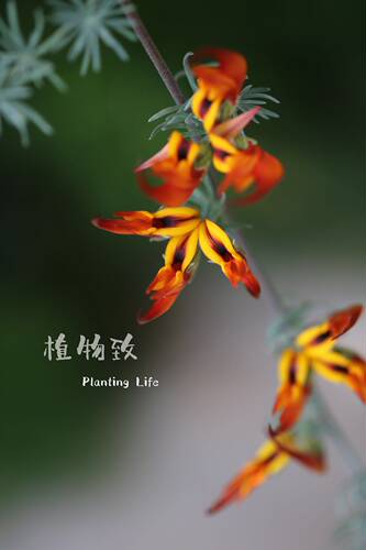 【植物致】新奇植物鹦鹉嘴