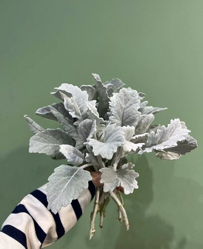银叶菊新象多年生植物