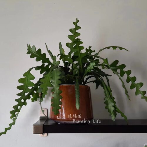 鱼骨令箭室内绿植阳台窗台